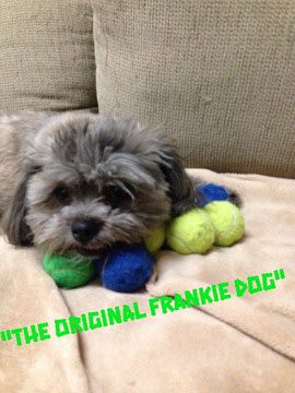 Frankie, the original Frankie Dog, a small gray dog resting on a couch with tennis balls